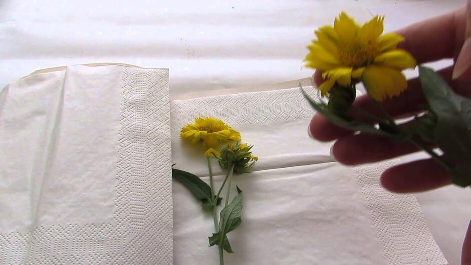 Как сушить сухоцветы в домашних условиях - способы сушки цветов