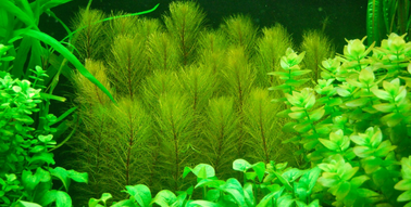 0400g513-fedc-378x191.png