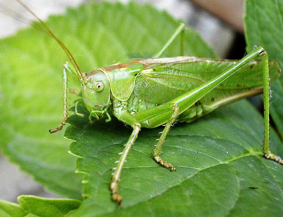 0400g8ho-697c-940x722.jpg
