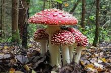 0400g94z-7964-219x145.jpg