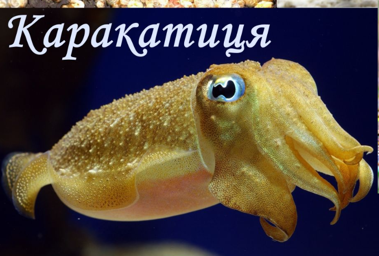0400g9ca-64d7-743x502.png
