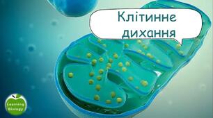 Клітинне дихання