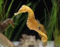 Seahorse Facts for Kids | Seahorses | Why Are Sea Horses Unique