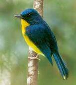 Two New Bird Species Discovered on Borneo | Sci.News