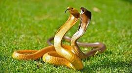 Snakes coming out to bask in the sun as the weather gets warmer, Capetonians warned