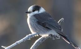 Momentum builds to make Canada jay the national bird – RCI | English