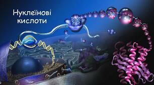 10 клас Біополімери