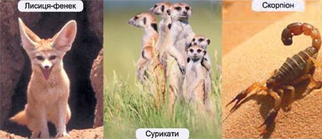 0400gsn9-91d0-630x272.jpg