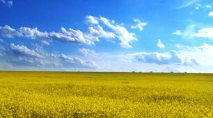 Сільське господарство України