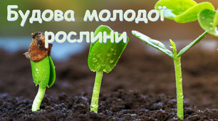 Презентація "Будова молодої рослини"