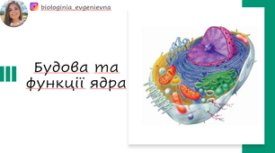 Ядро. Хромосоми. Плоїдність. Каріотип