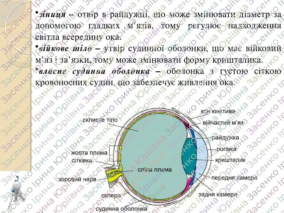 Урок 49. Зорова сенсорна система. Око. Лабораторне дослідження № 8 ...