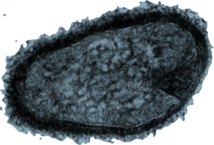 0400hvoa-2fc9-214x145.png
