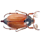 0400i16n-8171-135x138.png