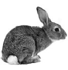 0400i175-583c-134x138.png