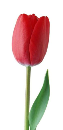 0400i56b-f817-221x452.png
