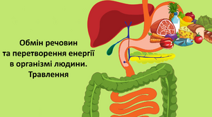 Обмін речовин та перетворення енергії в організмі людини. Травлення