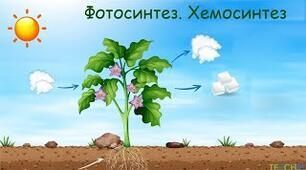 "Фотосинтез. Хемосинтез" 