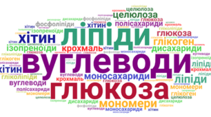 Вуглеводи. Ліпіди.