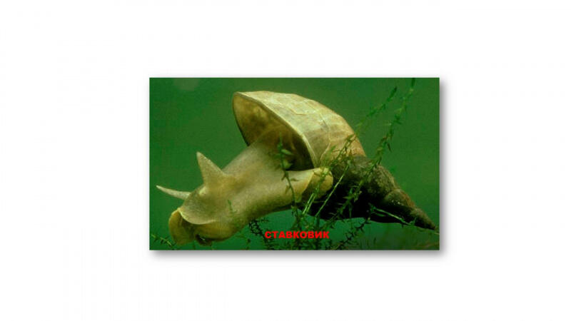 0400ii3y-926d-800x450.jpg