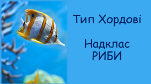 Загальна характеристика риб