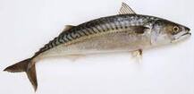 Рыбы вод Украины / Скумбрия атлантическая (Scomber scombrus (Linnaeus, 1758))