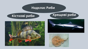 Риби. Кісткові риби. Хрящові риби