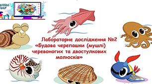 Лабораторне дослідження будови черепашки (мушлі) черевоногих та двостулкових молюсків.