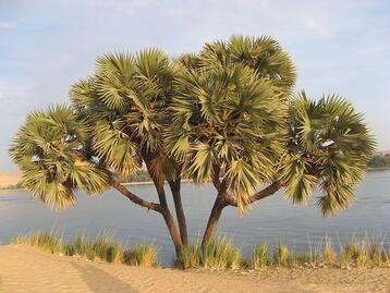 The Doum Palm Fruit | መኣዲ