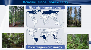 Лісове господарство. Лісові пояси світу