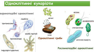 Найпростіші організми