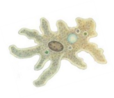 0400jlpv-46d2-164x141.png