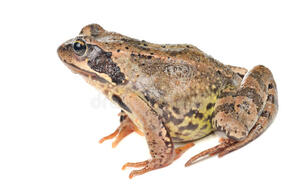 Grass Frog - Side View stock image. Image of closeup - 25014501