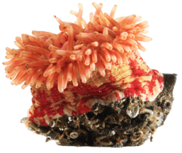 Anémona do Mar Laranja PNG transparente - StickPNG