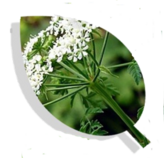 0400jn6a-d1f1-164x158.png