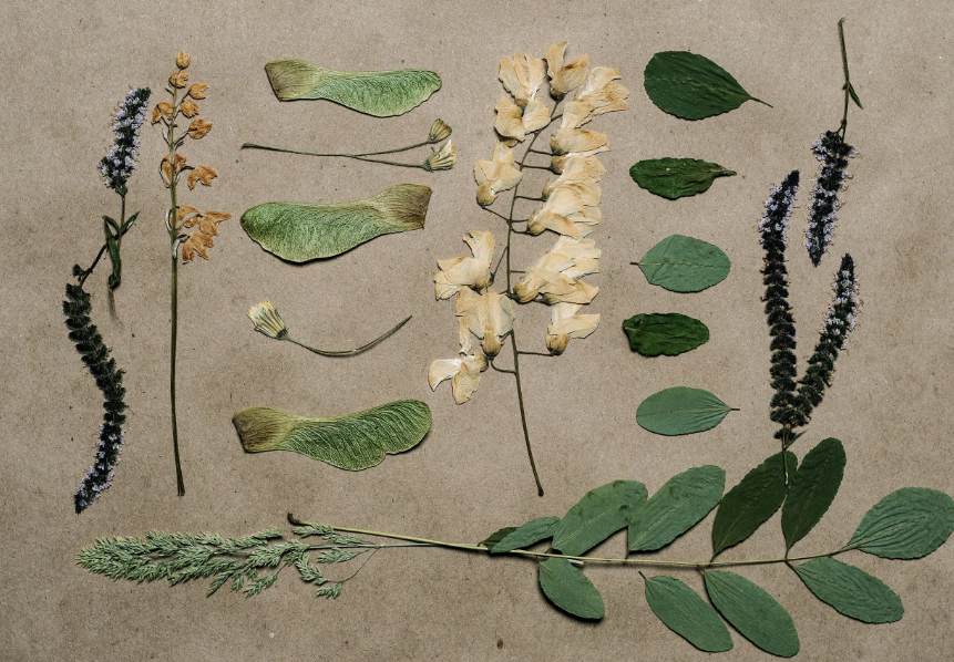 Растения для гербария
