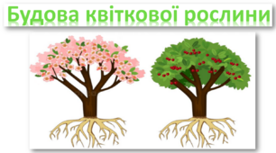 Презентація "Будова квіткової  рослини"
