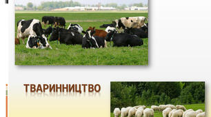 Тваринництво світу