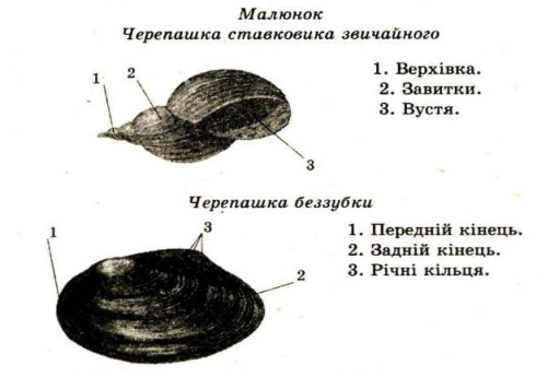 0400ju39-028a-511x345.png