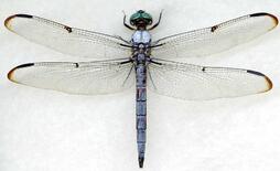 0400jvdw-9529-254x155.jpg