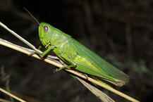 0400jvib-426e-217x145.jpg