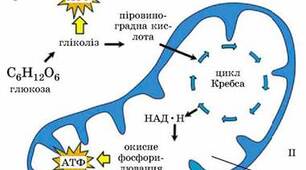 Енергетичний обмін. Клітинне дихання.