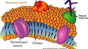 Структура клітини. Біологія 9 клас.