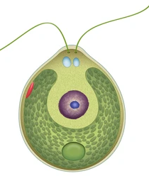0400k126-5b5f-210x248.png