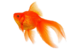0400k8ar-6f5c-76x49.png