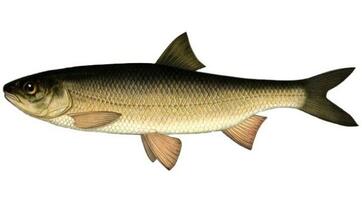Вирезуб (Rutilus frisii) - Види риб GoldFishNet