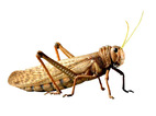 0400krlb-67bc-227x170.jpg
