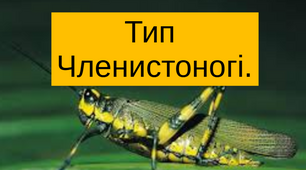 НУШ, 7 кл., біологія. Членистоногі. Узагальнюючий тест.