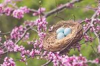 25 Inspirational Spring Quotes - Happy Spring Sayings