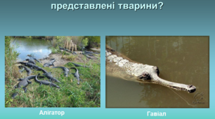 Презентація до теми "Плазуни"